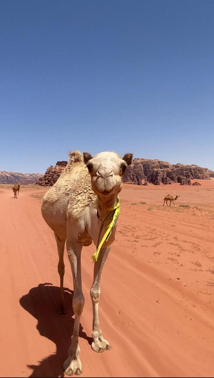 Wadi Rum Bedouin Heart Camp Ngoại thất bức ảnh